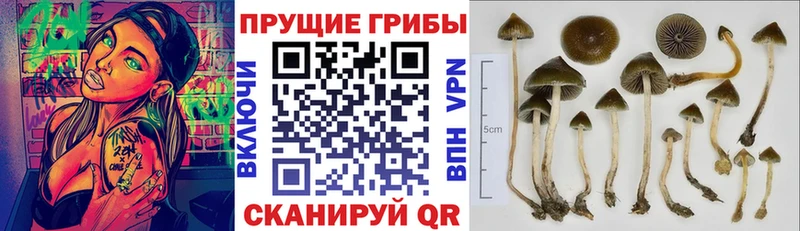 Псилоцибиновые грибы Psilocybe  МЕГА ссылка  Миасс 